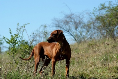 05-Iwa_Of_Iron_Rhodesian_www.of-iron-dogs.com