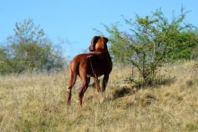 06-Iwa_Of_Iron_Rhodesian_www.of-iron-dogs.com