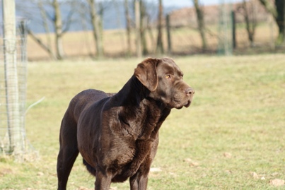 Zenana-of-iron-dogs06
