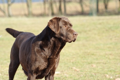 Zenana-of-iron-dogs07