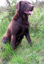 of_iron_dogs_Zenana_02