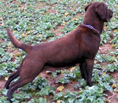of_iron_dogs_Zenana_03
